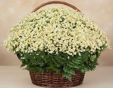 Цветочная композиция из Ромашки в корзине #REPLACE_PRED# Поселок Пансионата Полушкино